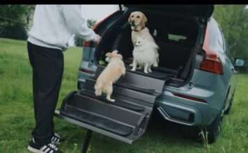 Dog and drive